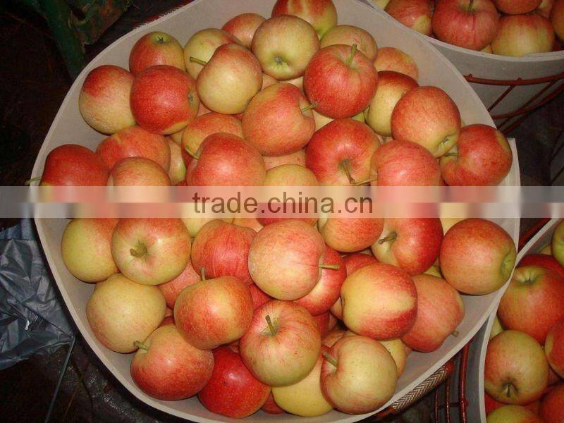 gala apple