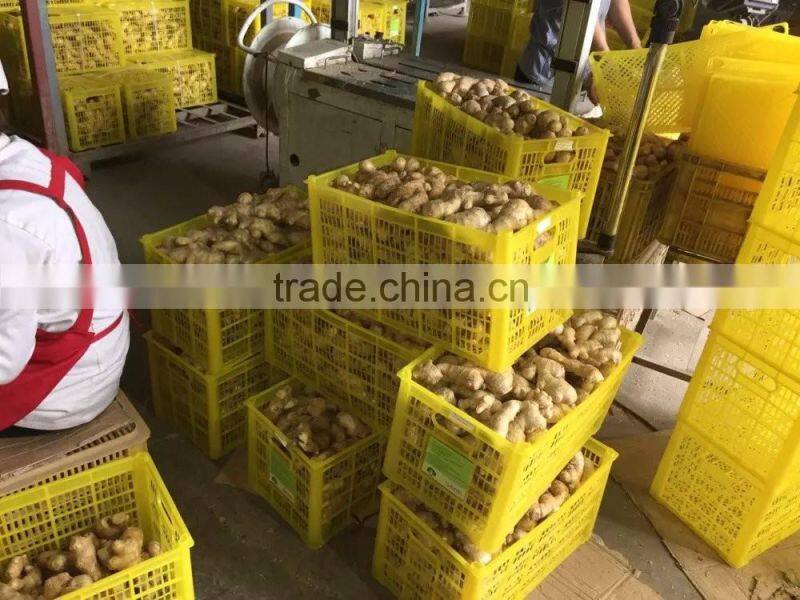 China new fresh ginger