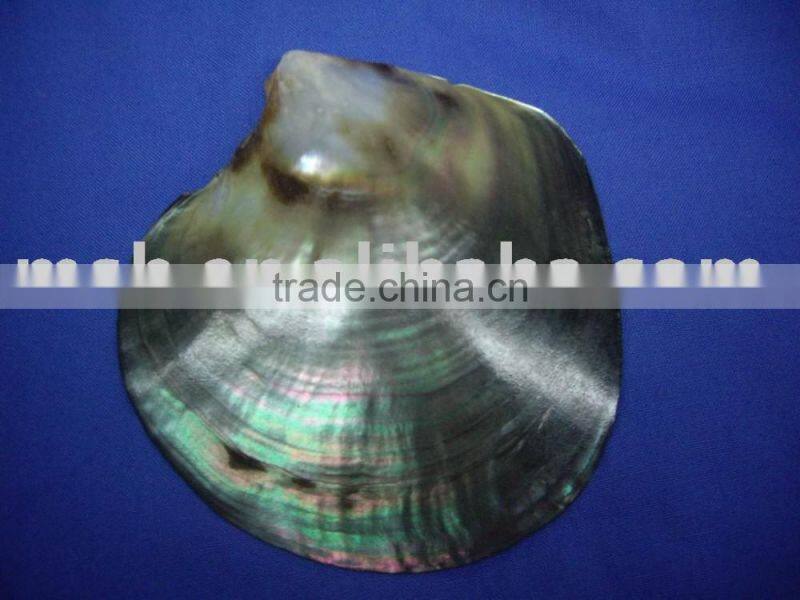 NEW polished tahiti black lip shell plate