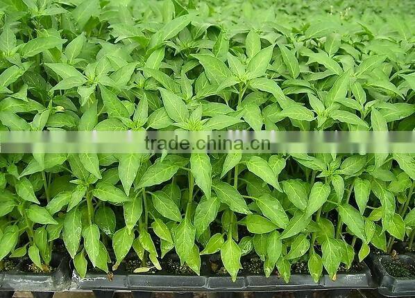 Plastic pot plant carrier