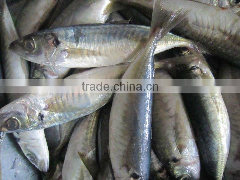 Frozen horse mackerel fish with whole round