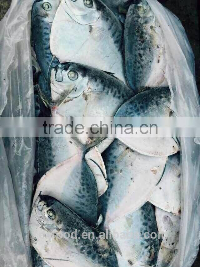 frozen moonfish100-150 /pc whole round Mene Maculata seafood