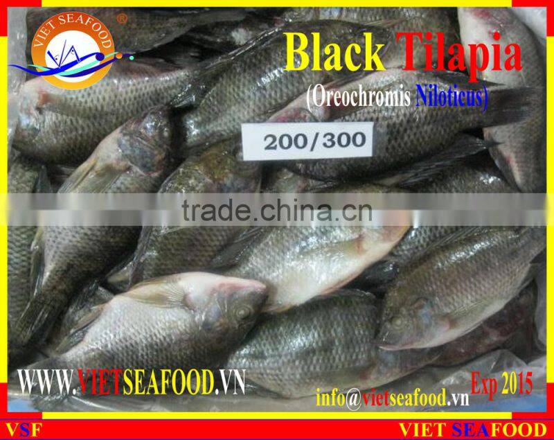 BLACK TILAPIA WHOLE ROUND