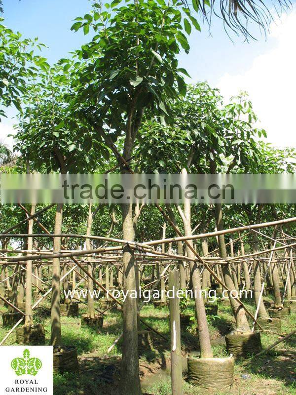 Tabebuia rosea landscaping tree pinky flower tree