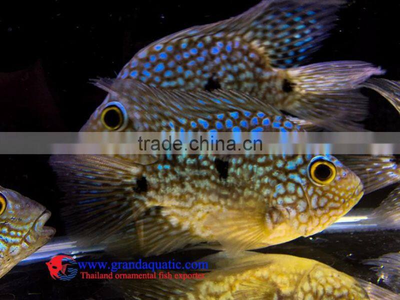 Green Texas Cichlid for freshwater aquarium fish