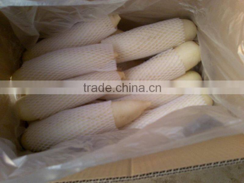 Chinese Factory fresh white radish with good price