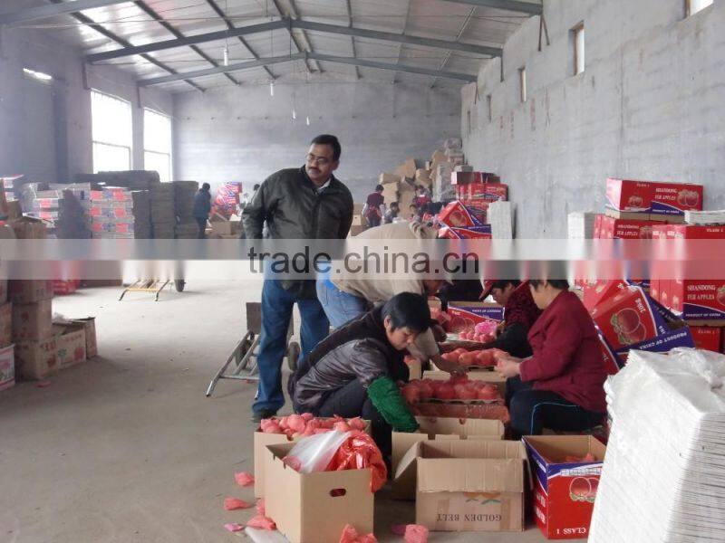 fresh apple fruit wholesale distributors fresh sugar apple for sale red chief apple