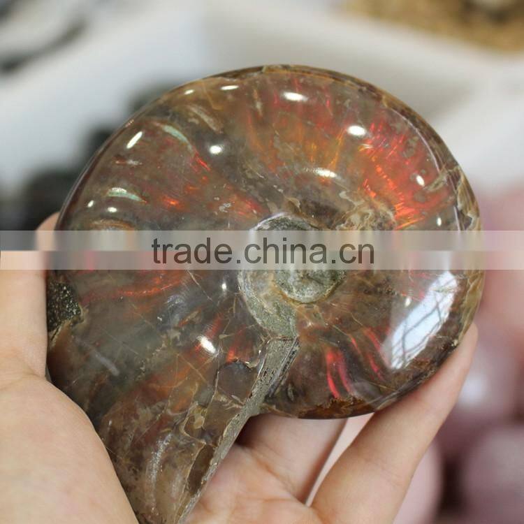 Natural rainbow ammonite fossils snail fossils specimen minerals