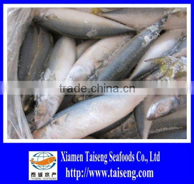 Frozen Pacific Mackerel Whole Fish Bulk IQF Mackerel