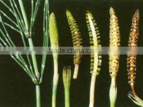 Pure and Natural Horsetail powder with Silica 7% /Equisetum arvense extract powder