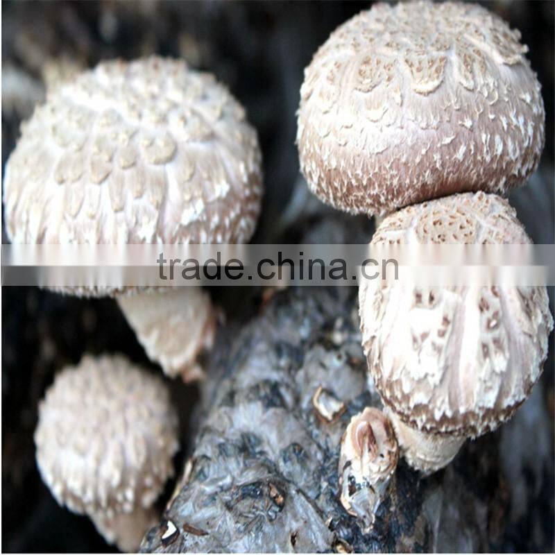 2016 Hot Selling Mushroom Prices,Shitake Mushroom Growing,Mushroom Logs