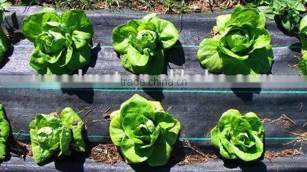 PP or PE plastic weed control mat with green line