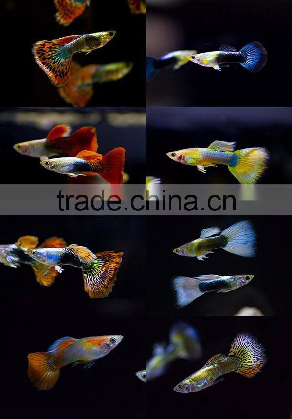 Live guppy fish for sale to aquarium fish importer and exporter
