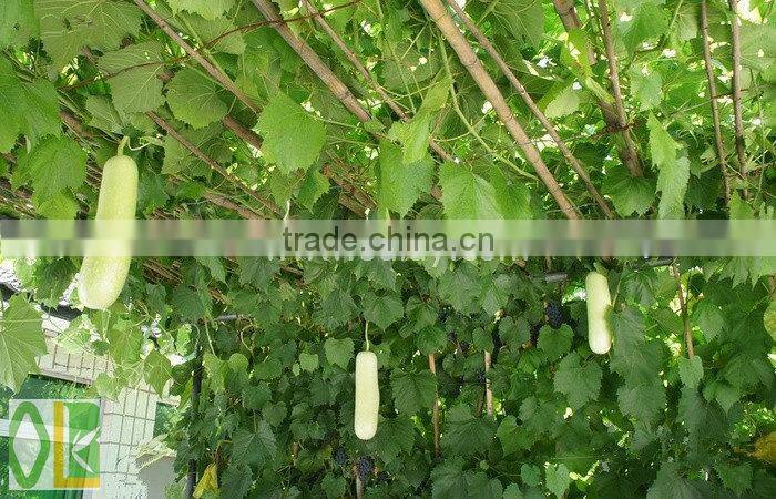 vineyard pole,raw bamboo poles wholesale
