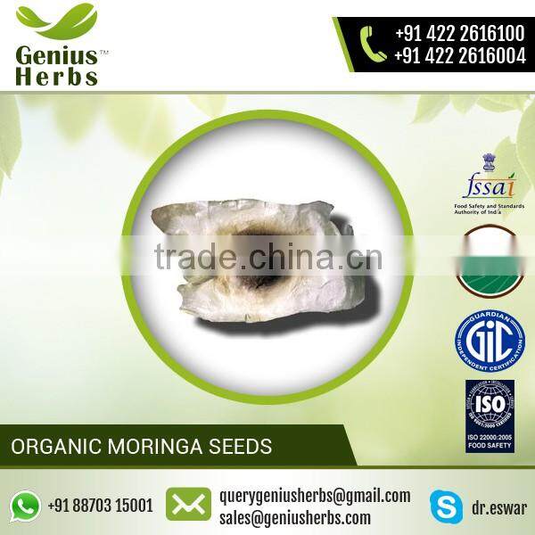 Gracefully Extracted Moringa Seed Supplied by Prominent Dealer