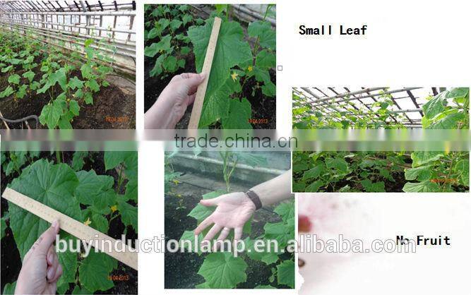 red and blue color induction vegetative grow lamps