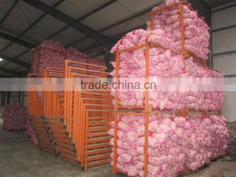 garlic exporter