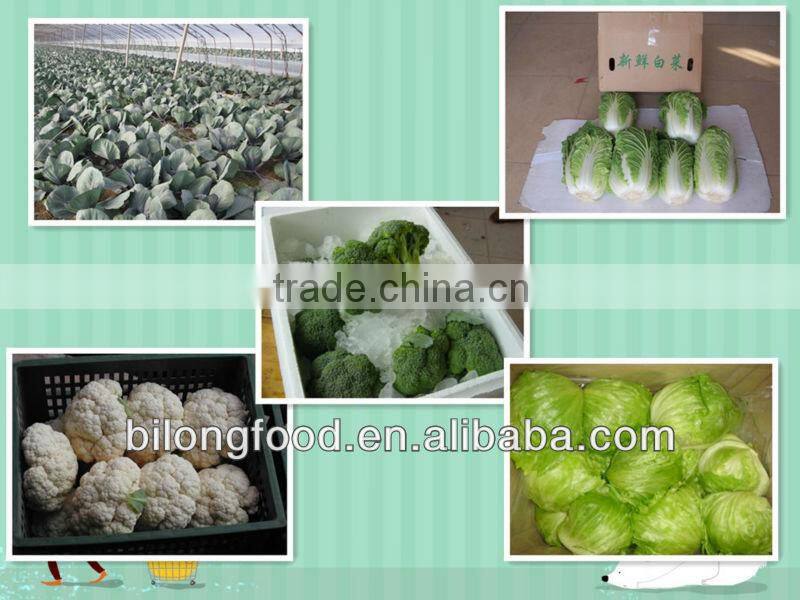 2016 new crop fresh chinese long onion