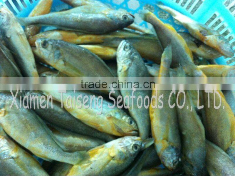 IQF Whole Round Yellow Croaker Fish