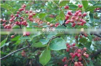 good quality Chinese pepper red