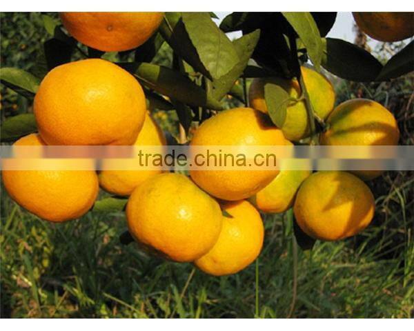 Orange Type and Fresh Style best price chinese orange packing cartons