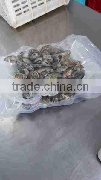 VENERUPIS VARIEGATA FROZEN BABY CLAM WITH SHELL