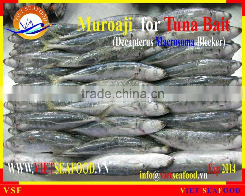 FROZEN MUROAJI FOR TUNA BAIT