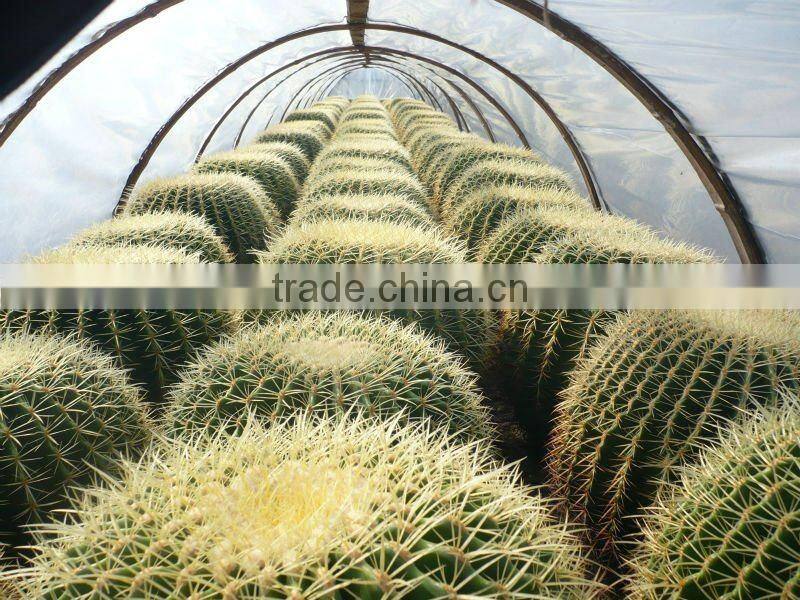 Echinocactus plants