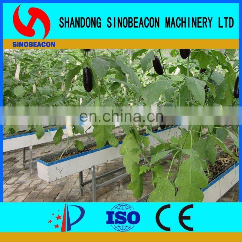 Chinese Aubergine Hydroponics Growing Systems In Greenhouse