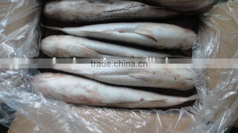 frozen grey mullet