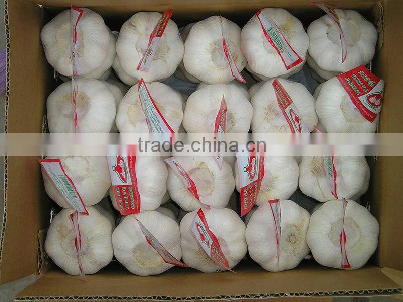 High Quality Normal White Garlic