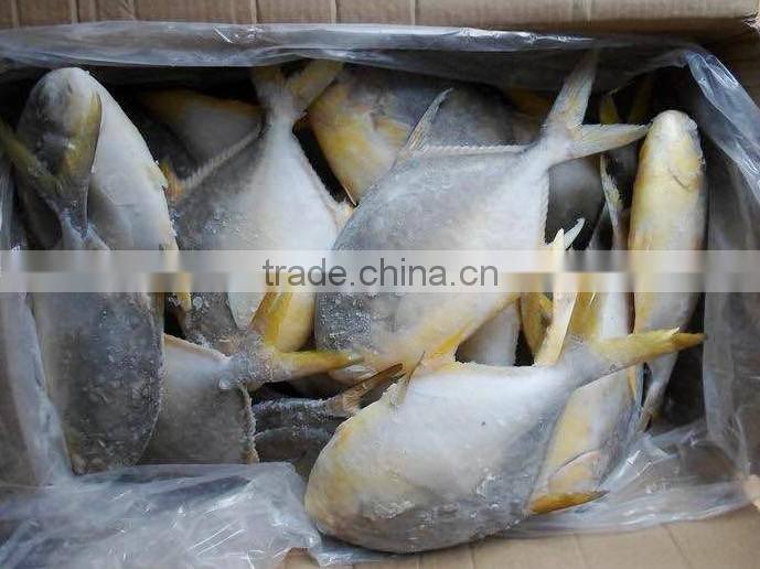 Frozen Golden Pompano Fish Supplier
