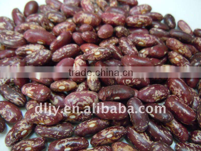 Dried red speckled kidney bean