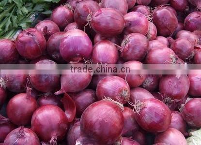 Golden Supplier China Wholesale Onion with low price