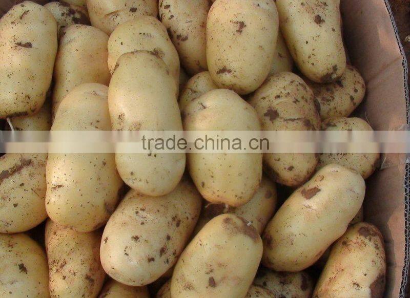 Sell Chinese Fresh Potato to Southeast Asia