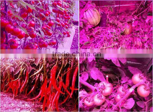 100W full spectrum COB led chip in red phosphor for led grow light