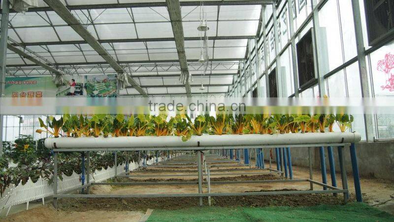 Low Cost Greenhouse Hydroponica