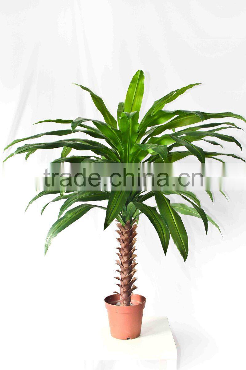 Ornamental Dracaena bonsai plant