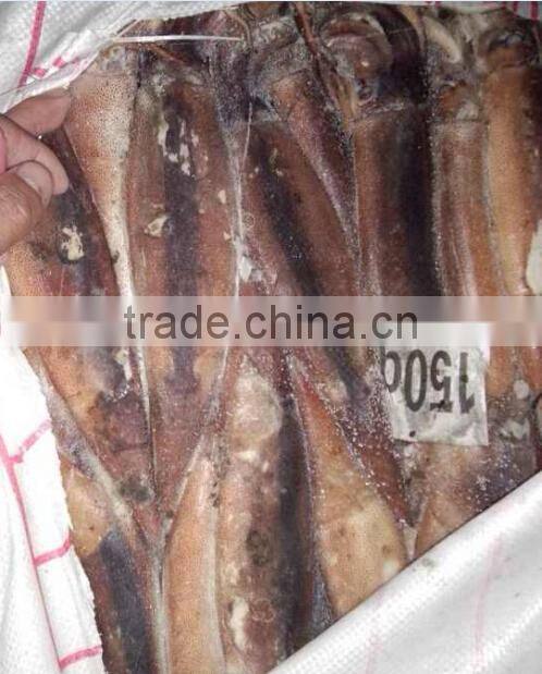 Frozen Illex Squid