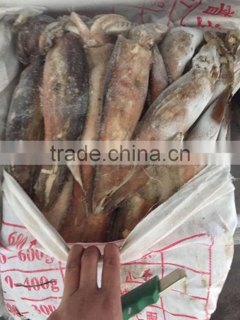 Frozen illex squid every size available new landing