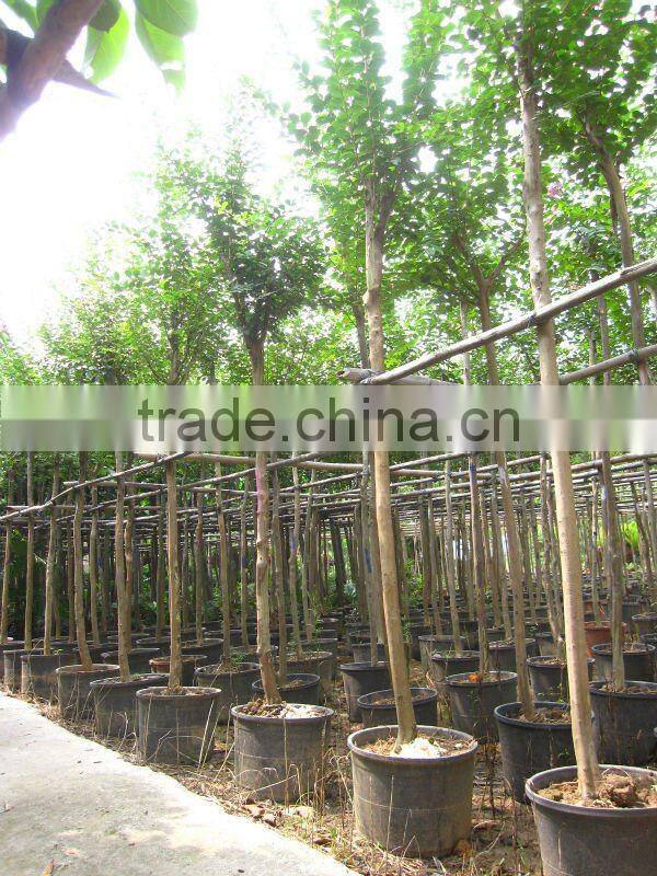 lagerstroemia indica D7cm trunk height 1.8m