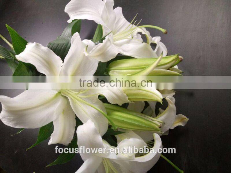 Supply special cut fresh white lily with high quality