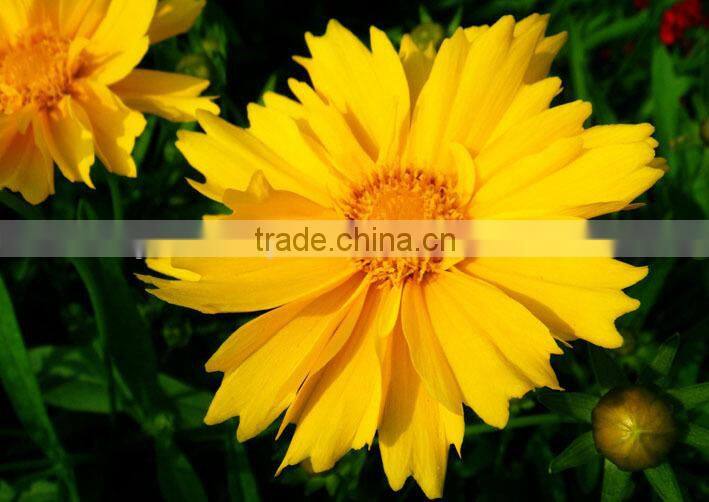 Coreopsis verticillata Linn. flower seeds,herb seeds,vegetalbe seed,fruit seed,grass seed