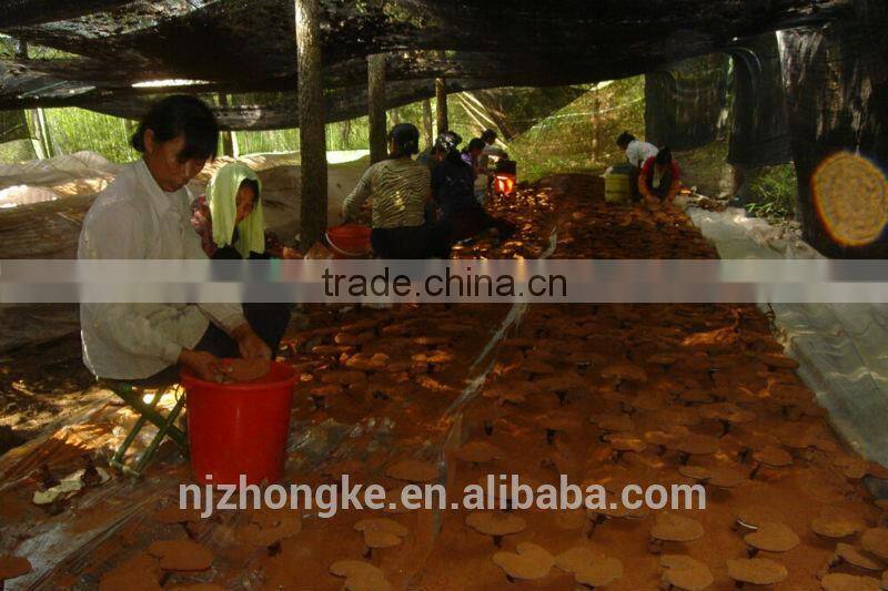 Cancer Treatment Reishi/Ganoderma Mushroom Spore Oil Soft Gel