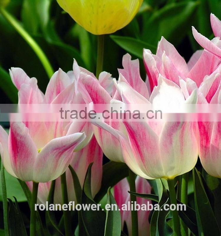 names of flowers large head bright pink tulip used for decoration