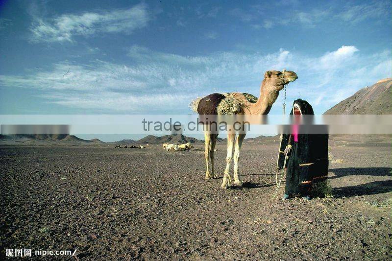 IMO cargoe container to Paramaribo