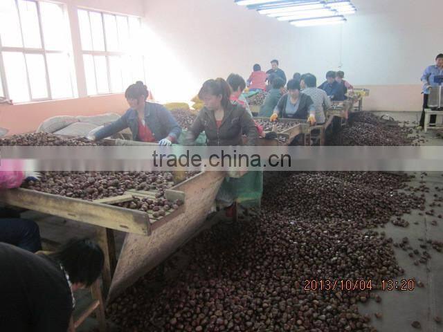 chestnut , fresh chestnut