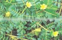 China Qingdao BNP Supplies Best Quality tribulus terrestris extract powder 70% saponins