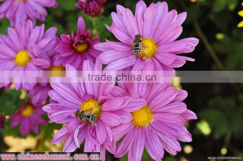 Chrysanthemum
