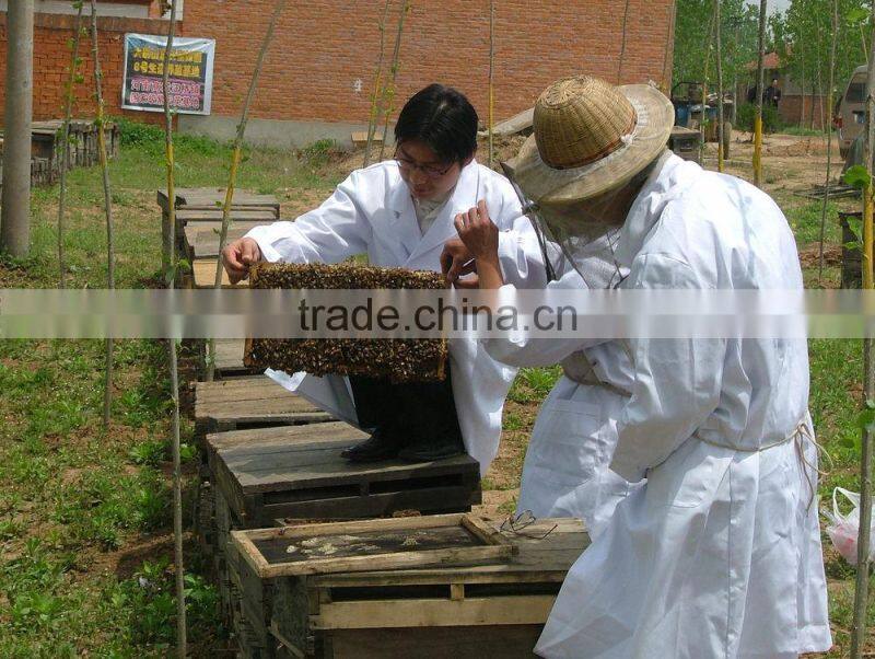Pure sunflower honey in bulk or bottle packing